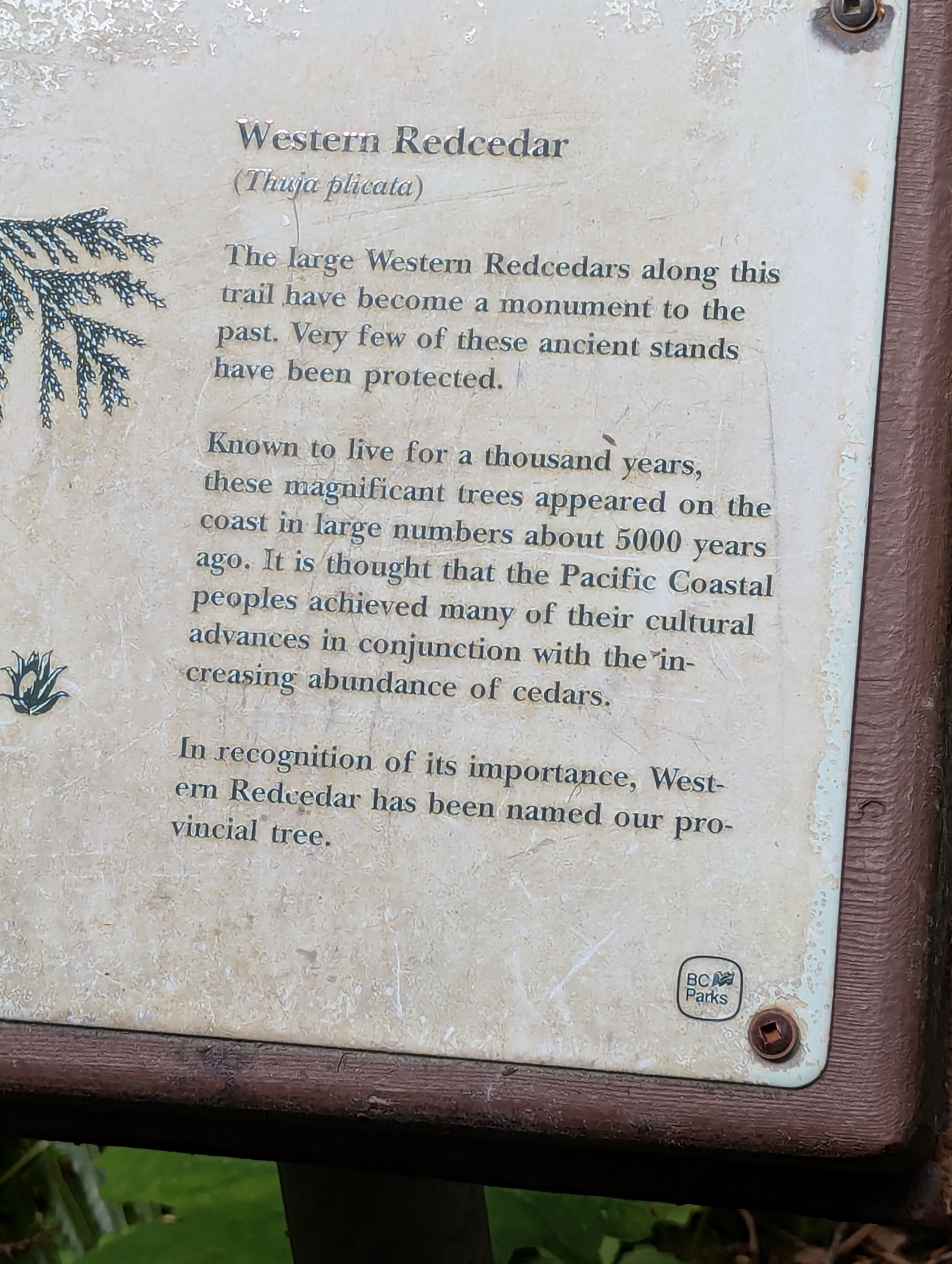 Birthday Trip to Canada, Cathedral Grove, Vancouver Island